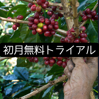浅・中煎りコース　100g×２種